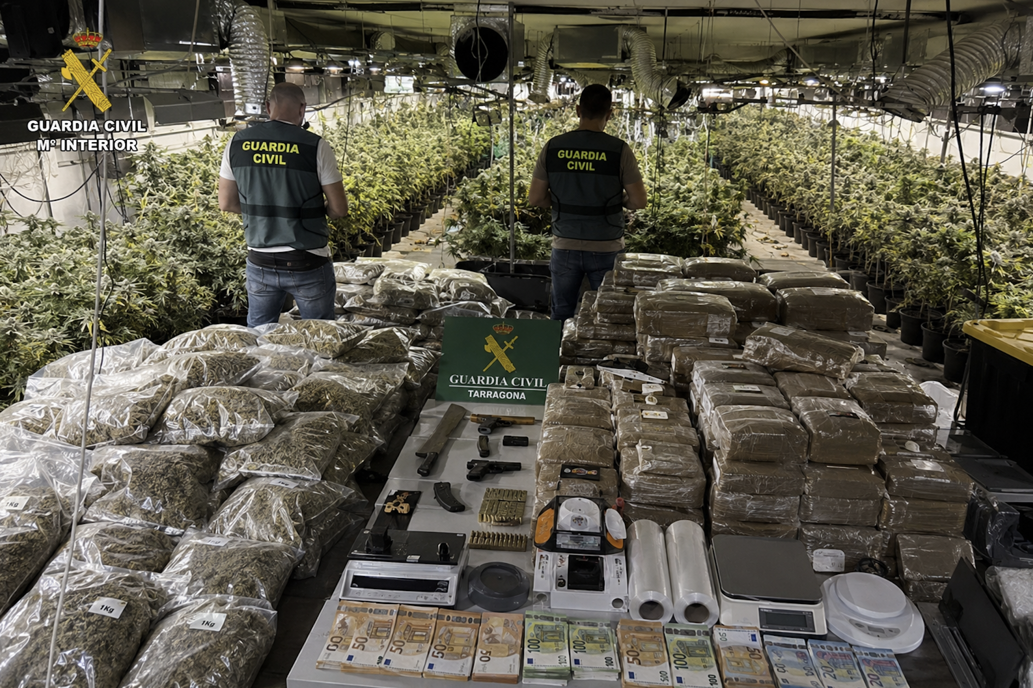 Zabezpieczona plantacja marihuany [Zdjęcie wygenerowane w AI]